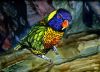 Filename=CrankyLorikeet.jpg
Filesize=45KB
Dimensions=413x300
Date added=Apr 27, 2008 CrankyLorikeet.jpg