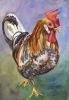 Filename=KauaiRooster.jpg
Filesize=39KB
Dimensions=300x433
Date added=Apr 27, 2008 KauaiRooster.jpg