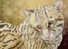 Filename=Ocelot.jpg
Filesize=36KB
Dimensions=411x300
Date added=Apr 27, 2008 Ocelot.jpg