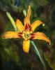 Filename=OrangeDayLily.jpg
Filesize=33KB
Dimensions=300x378
Date added=Apr 27, 2008 OrangeDayLily.jpg