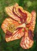 Filename=OrangeFloweringMaple.jpg
Filesize=44KB
Dimensions=300x409
Date added=Apr 27, 2008 OrangeFloweringMaple.jpg