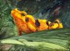 Filename=OrangeFrog.jpg
Filesize=37KB
Dimensions=409x300
Date added=Apr 27, 2008 OrangeFrog.jpg