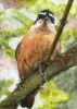 Filename=RedBreastedNuthatch.jpg
Filesize=23KB
Dimensions=215x300
Date added=Apr 27, 2008 RedBreastedNuthatch.jpg