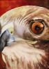 Filename=RedTailHawk.jpg
Filesize=34KB
Dimensions=300x420
Date added=Apr 27, 2008 RedTailHawk.jpg