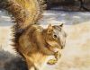 Filename=Squirrel.jpg
Filesize=37KB
Dimensions=383x300
Date added=Apr 27, 2008 Squirrel.jpg