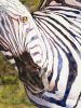 Filename=Zebra.jpg
Filesize=28KB
Dimensions=227x300
Date added=Apr 27, 2008 Zebra.jpg